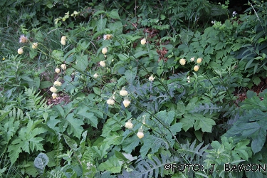 Cirsium oleraceum