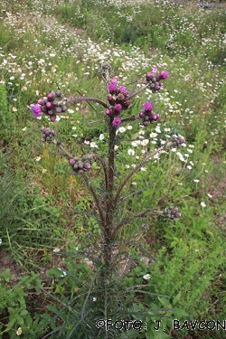 Cirsium palustre