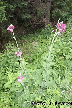 Cirsium waldsteinii