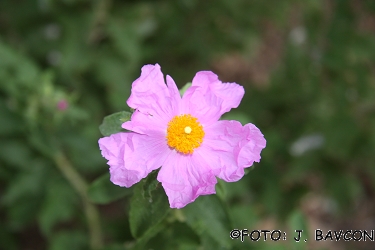 Cistus creticus