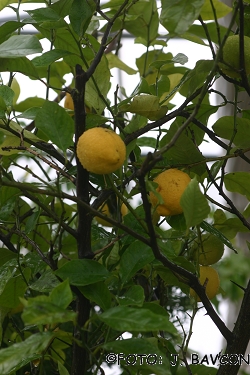 Citrus limon