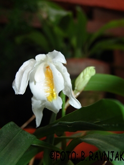 Coelogyne cristata