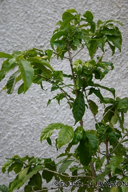 Coffea arabica