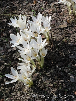 Colchicum agrippinum