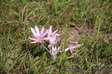 Colchicum autumnale