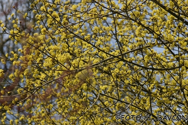 Cornus mas