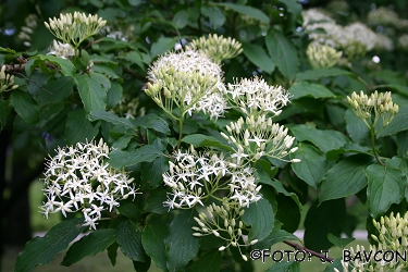 Cornus sanguinea