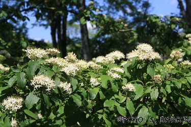 Cornus sanguinea subsp. australis