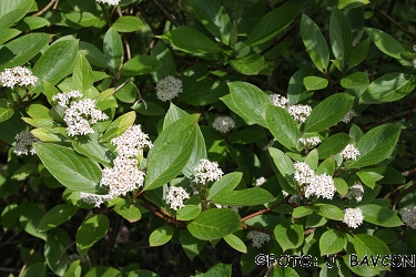 Cornus stolonifera