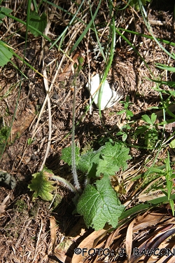 Cortusa matthioli