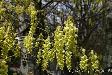 Corylopsis spicata