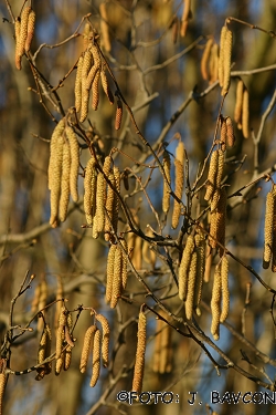 Corylus avellana