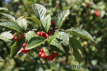 Cotoneaster bullatus