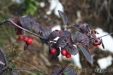 Cotoneaster tomentosus