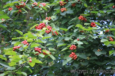 Crataegus crus-galli