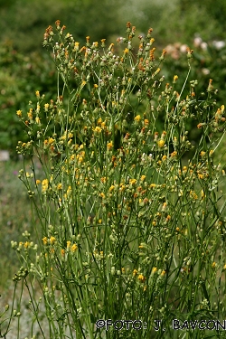 Crepis biennis