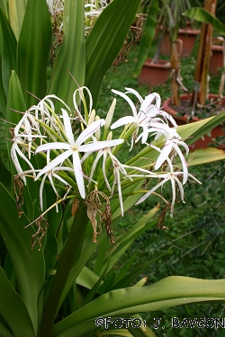 Crinum asiaticum