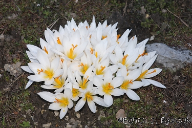 Crocus malyi