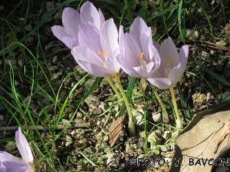 Crocus pulchellus