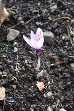 Crocus sativus