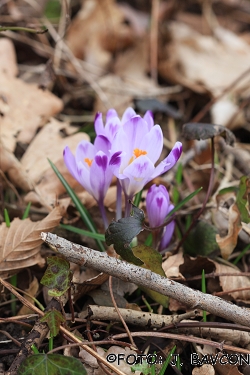 Crocus vernus subsp. vernus