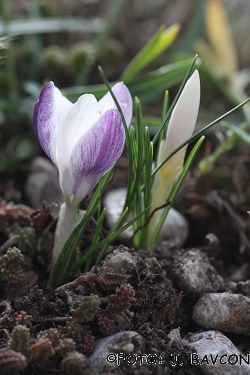 Crocus weldenii