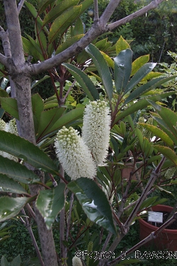 Cunonia capensis