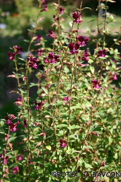 Cuphea procumbens 