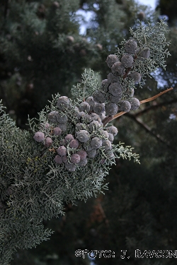 Cupressus arizonica