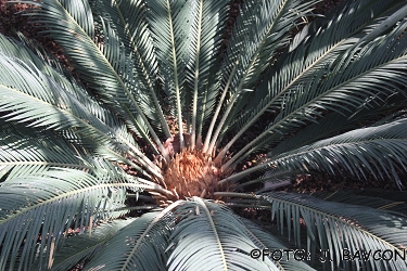 Cycas revoluta