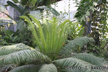 Cycas rumphii