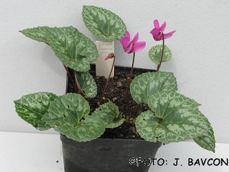 Cyclamen purpurascens \'Šmarna Gora\'