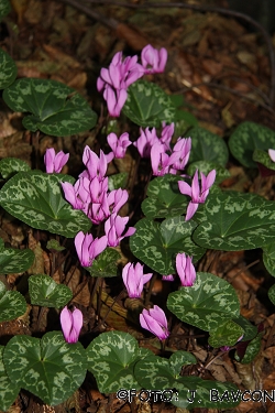 Cyclamen purpurascens