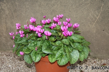 Cyclamen purpurascens \'Bela Krajina\'