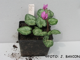 Cyclamen purpurascens \'Božakovo\'