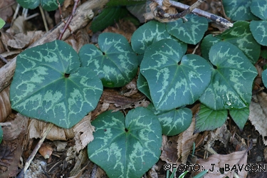 Cyclamen purpurascens \'Bršljanovolistni\'