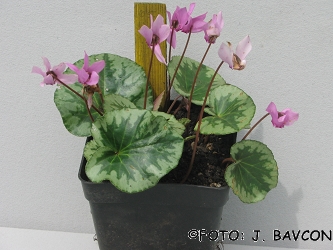 Cyclamen purpurascens \'Castra\'