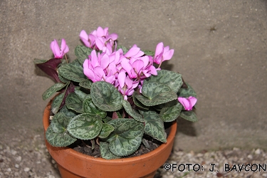 Cyclamen purpurascens \'Celje\'