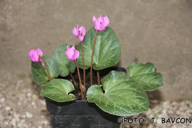 Cyclamen purpurascens \'Cerkno\'