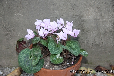 Cyclamen purpurascens \'Eva\'