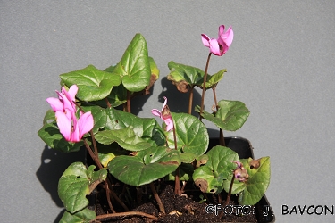 Cyclamen purpurascens \'Gozd\'