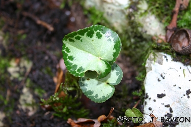 Cyclamen purpurascens \'Izvir\'