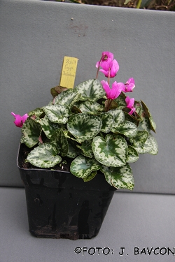 Cyclamen purpurascens \'Kolpa\'