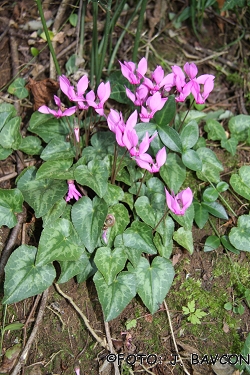 Cyclamen purpurascens \'Kopjasti\'