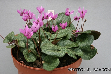 Cyclamen purpurascens \'Kostanjevica\'