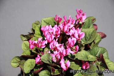 Cyclamen purpurascens \'Koupa\'