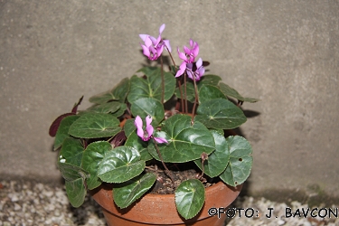 Cyclamen purpurascens \'Kozjansko\'