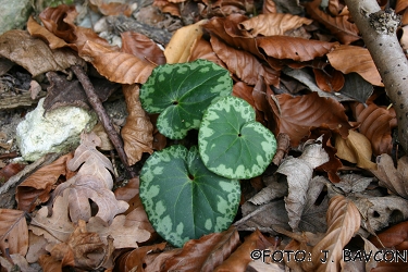 Cyclamen purpurascens \'Krjavelj\'