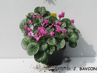 Cyclamen purpurascens \'Krog\'