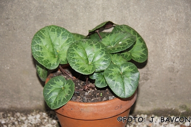 Cyclamen purpurascens \'Lea\'